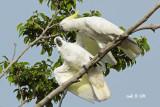 Cacatua sulphurea - Yellow-crested Cockatoo