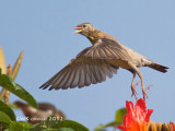 Sturnus roseus - Rosy Starling