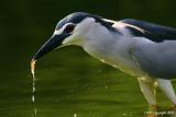 Black Crowned Night Heron Fishin