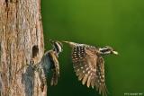 Sunda Woodpecker Busy Parents (PS)