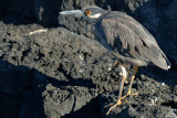 ABD Ecuador and Galapagos [Web Files] - 246.JPG