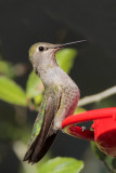 Black-chinned Hummingbird (f)