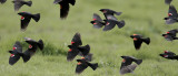 Tricolored, Red-winged Blackbirds