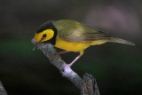 Hooded Warbler