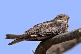 Common Nighthawk