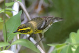 Townsends Warbler