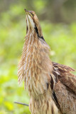 American Bittern