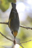 Golden-winged Warbler trying to eat a bagworm