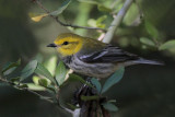 Black-throated Green Warbler