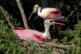 Roseate Spoonbills Nesting