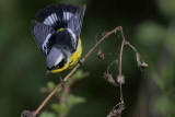 Magnolia Warbler