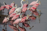 Roseate Spoonbills, Great Egret