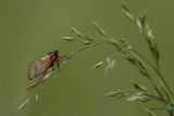 17-year Cicada
