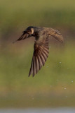 Purple Martin