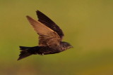 Purple Martin