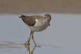 Spotted Sandpiper