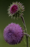 Thistle