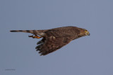 Coopers Hawk Hunting