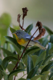 Northern Parula