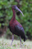 Glossy Ibis