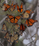 Monarch Butterflies Migrating