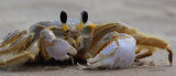Ghost Crab Eating
