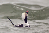 Long-tailed Duck Calling