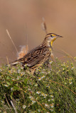 Eastern Meadowlark