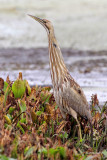 American Bittern