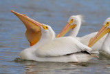 American White Pelican Trying to Swallow a Fish