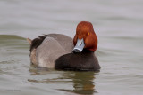 Redhead Duck