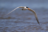 Royal Tern