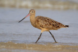 Marbled Godwit