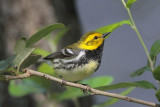 Black-throated Green Warbler