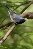 Black-throated blue Warbler