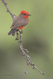 Vermillion Flycatcher