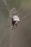 Marbled Spider