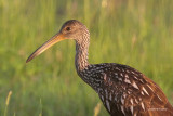 Limpkin