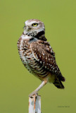 Burrowing Owl