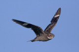 Common Nighthawk