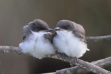 Eastern Kingbird Chicks