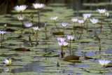 Water Lilies