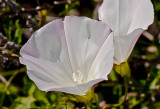 whiteflower-2.jpg