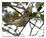 IMG_2212_Ruby-crownKinglet_10x100.jpg