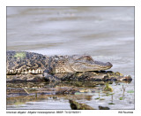 IMG_2252_Gator_10x100.jpg