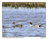 IMG_2677_NPintail_10x100.jpg