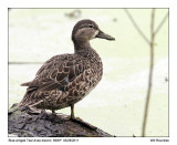 IMG_3390_BluewingTeal_10x100.jpg