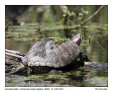 IMG_4396_Red-earSlider_11x100.jpg