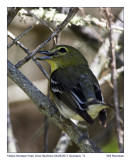 IMG_4941_YellowthroatVireo_11x100.jpg