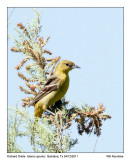 IMG_5212_OchardOriole_11x100.jpg